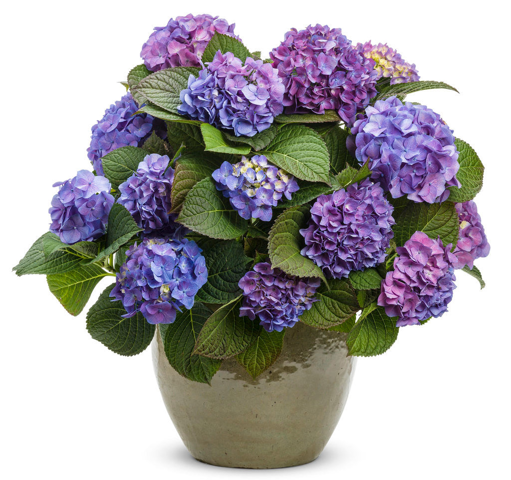 Hydrangea macrophylla 'Let's Dance® Blue Jangles®'