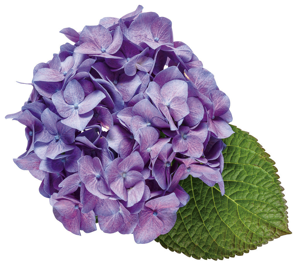 Hydrangea macrophylla 'Let's Dance® Blue Jangles®'