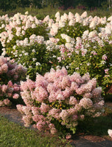 Hydrangea paniculata 'Bobo®'