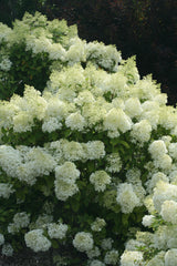 Hydrangea paniculata 'Bobo®'