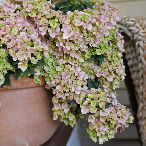 フラワー・ガーデニング FTR 3500 Hydrangea Cascade 'Fairytrail Fresco®' – Romence Gardens & Greenhouses