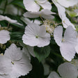 Hydrangea 'Fairytrail Bride®'