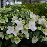 Hydrangea 'Fairytrail Bride®'