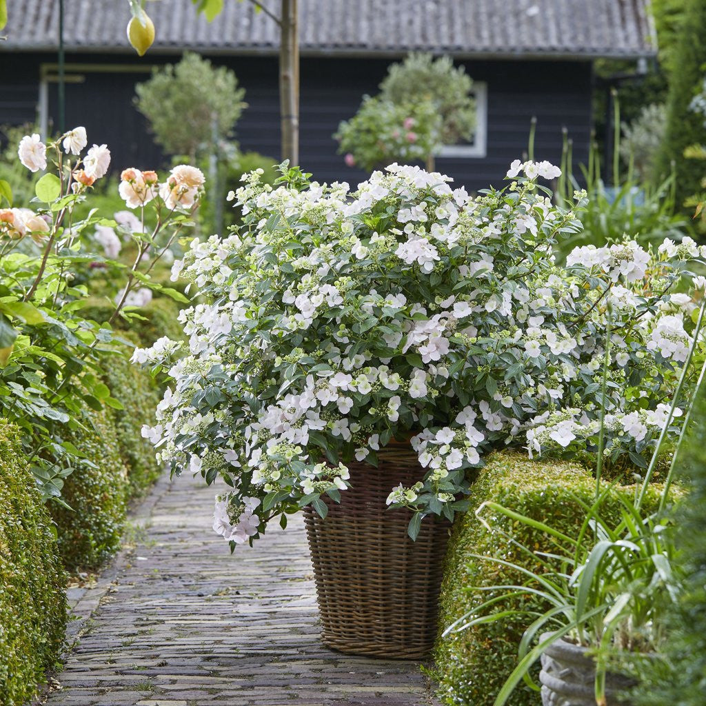 Hydrangea 'Fairytrail Bride®'