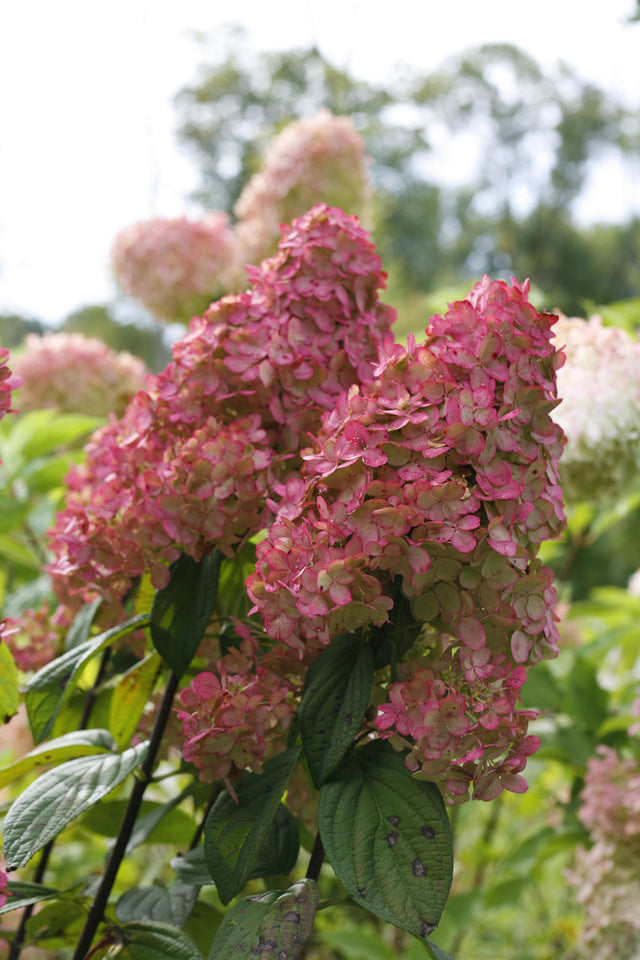 Hydrangea paniculata 'Fire Light®'