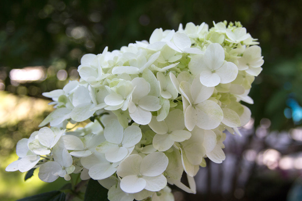 Hydrangea paniculata 'Fire Light®'