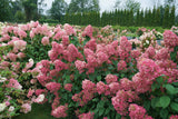 Hydrangea paniculata 'Fire Light®'