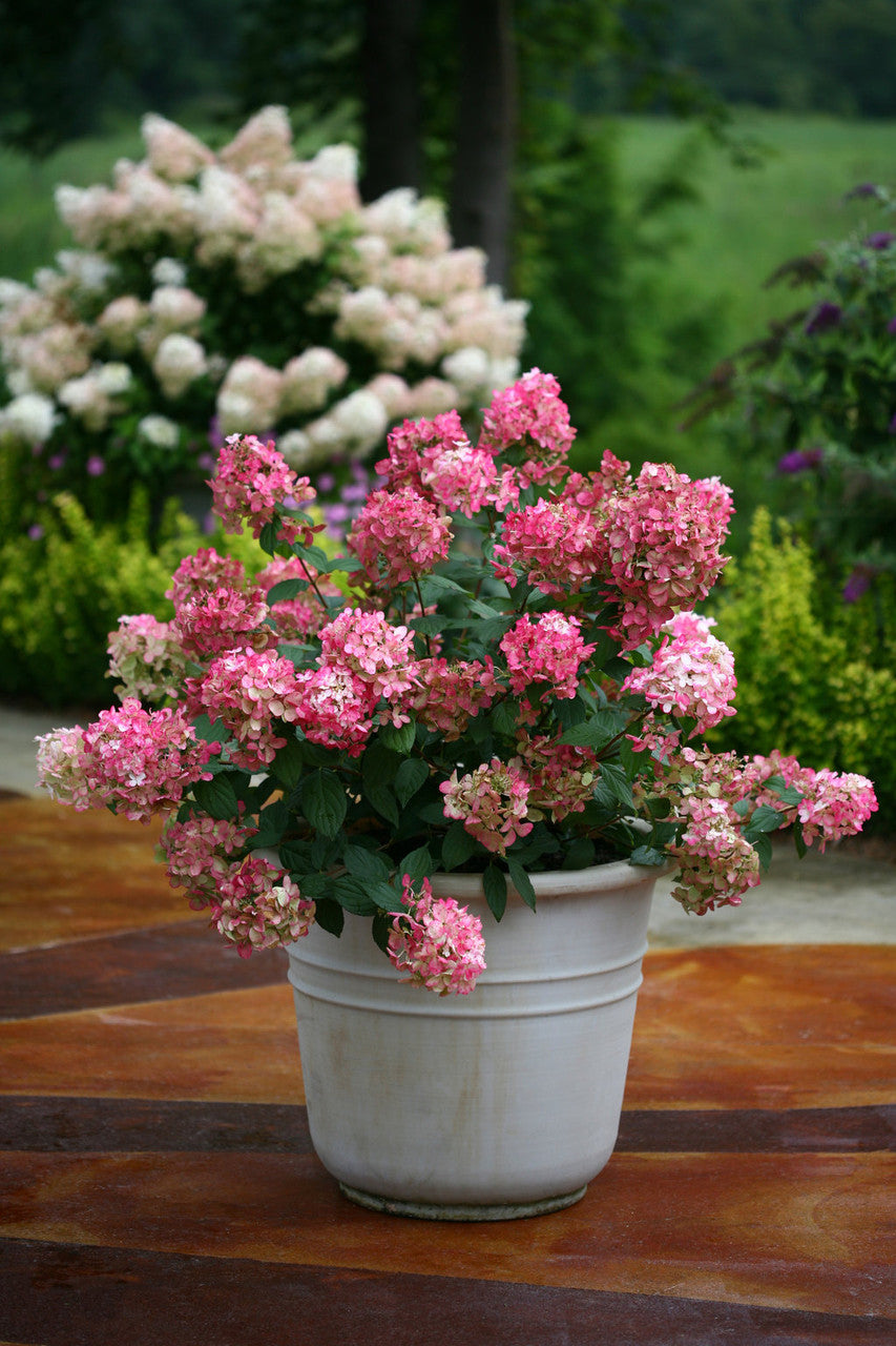 Hydrangea paniculata 'Fire Light®'