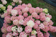 Hydrangea paniculata 'Fire Light Tidbit®'