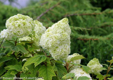 Hydrangea quercifolia 'Gatsby Moon®'