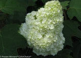 Hydrangea quercifolia 'Gatsby Moon®'