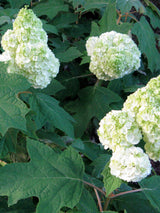 Hydrangea quercifolia 'Gatsby Moon®'