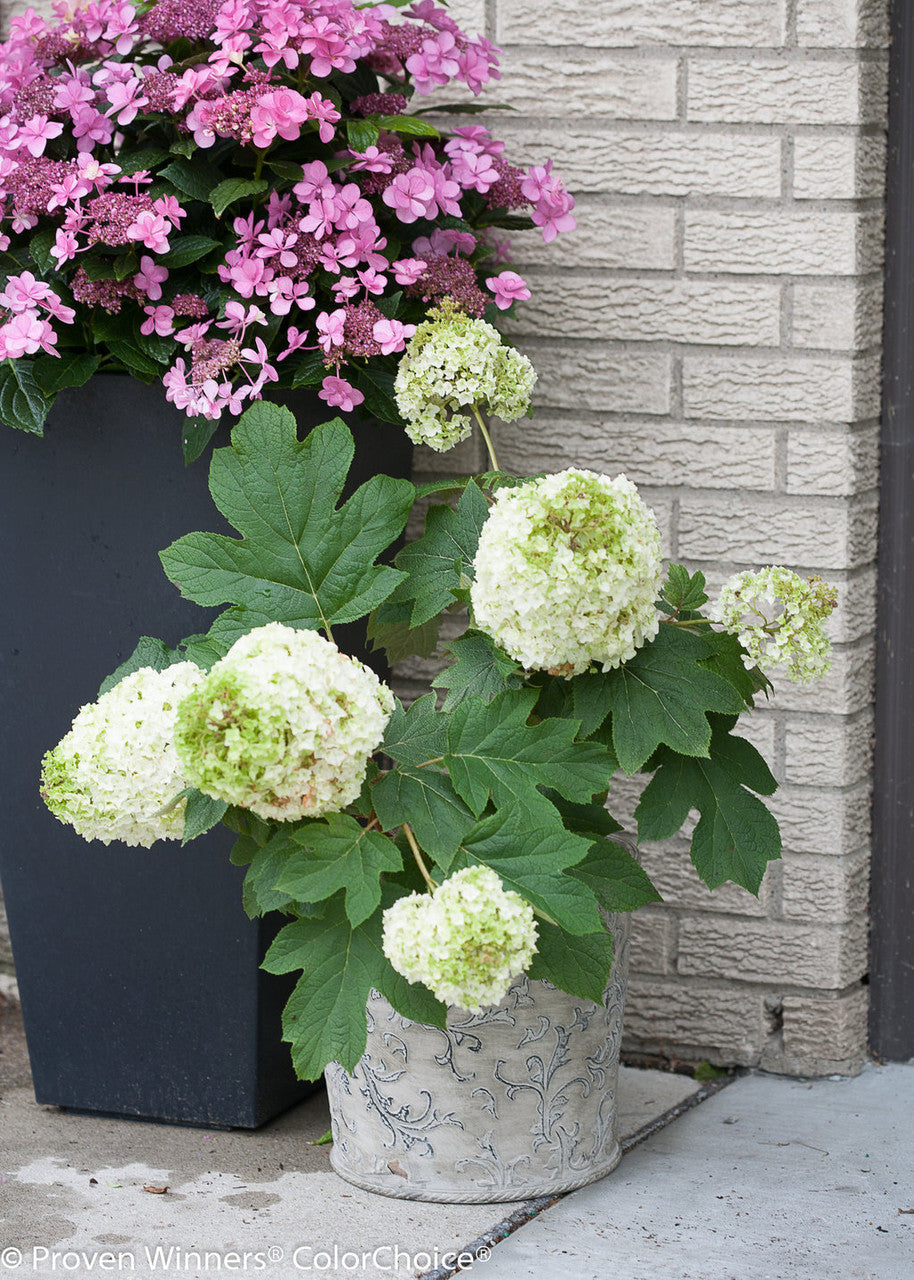 Hydrangea quercifolia 'Gatsby Moon®'