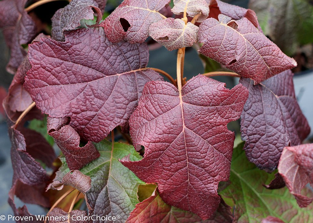 Hydrangea quercifolia 'Gatsby Moon®'