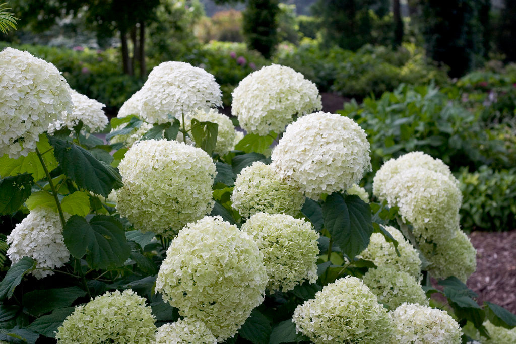 Hydrangea arborescens 'Incrediball®'