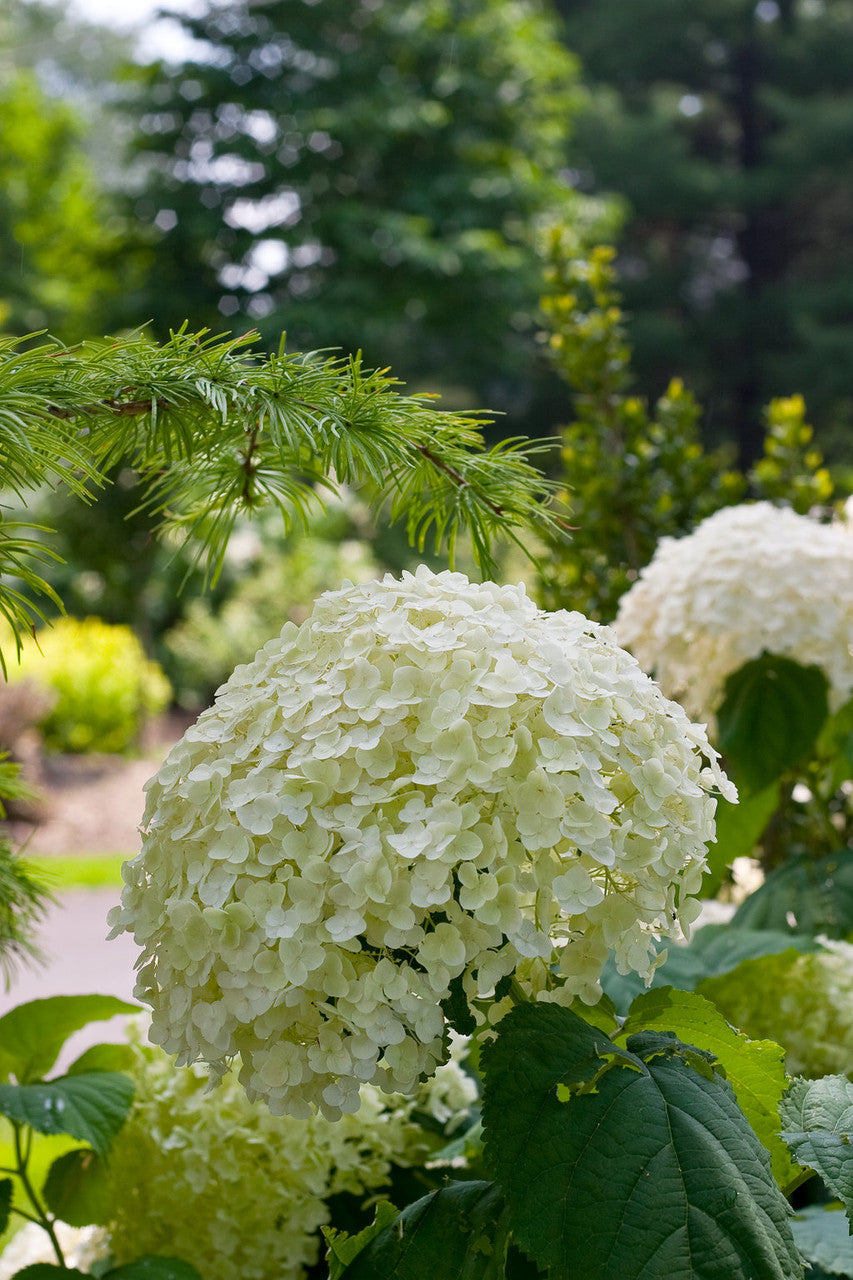 Hydrangea arborescens 'Incrediball®'