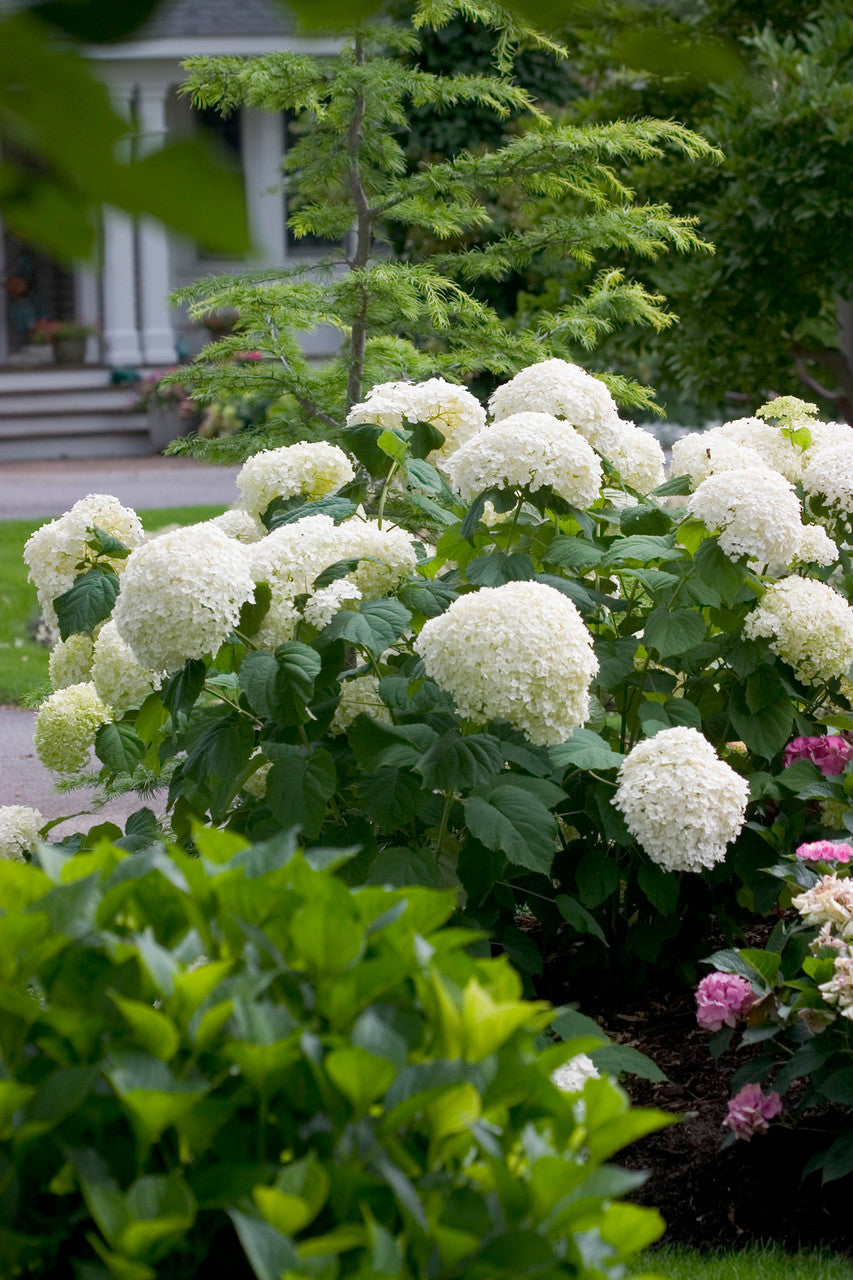 Hydrangea arborescens 'Incrediball®'