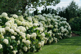 Hydrangea arborescens 'Incrediball®'