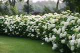 Hydrangea arborescens 'Incrediball®'