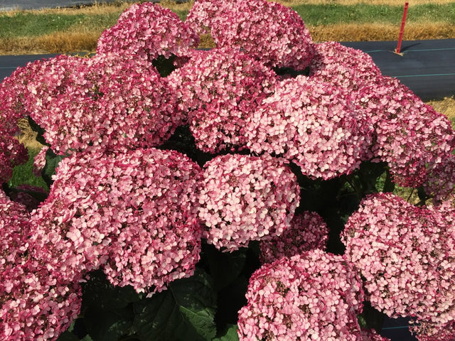 Hydrangea arborescens 'Incrediball®'