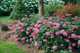 Hydrangea arborescens 'Invincibelle® Ruby'