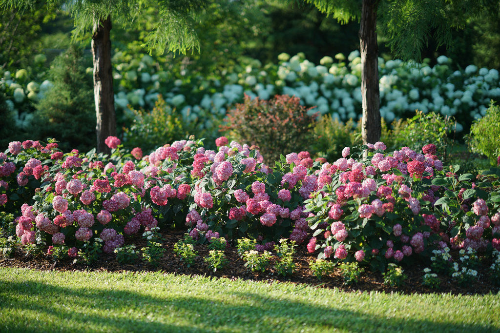 Hydrangea arborescens 'Invincibelle® Ruby'