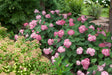 Hydrangea arborescens 'Invincibelle® Ruby'