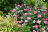 Hydrangea arborescens 'Invincibelle® Ruby'