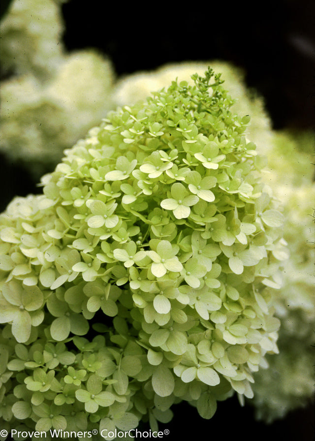 Hydrangea paniculata 'Limelight'