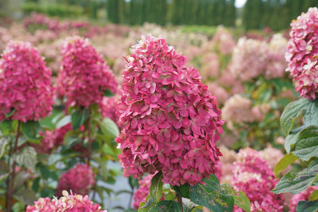 Hydrangea paniculata 'Limelight Prime®'