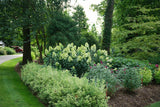 Hydrangea paniculata 'Limelight Prime®'