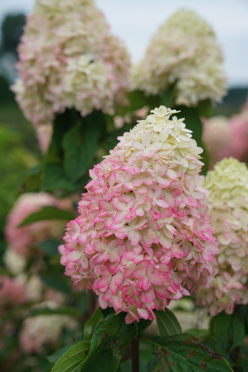 Hydrangea paniculata 'Limelight Prime®'