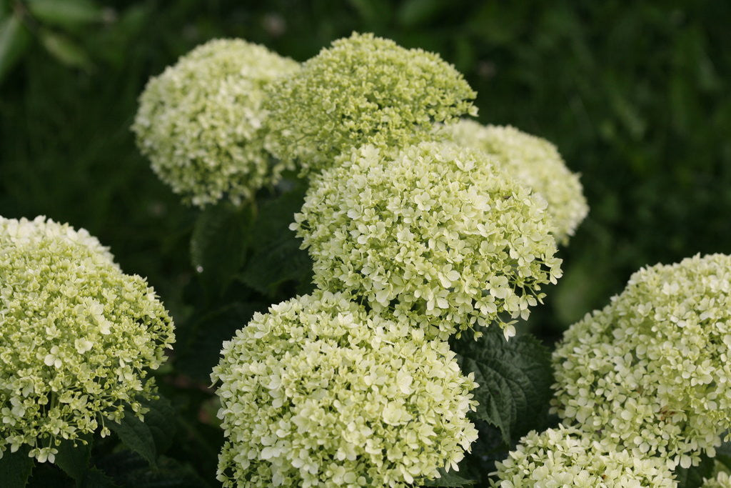 Hydrangea Invincibelle 'Limetta®'