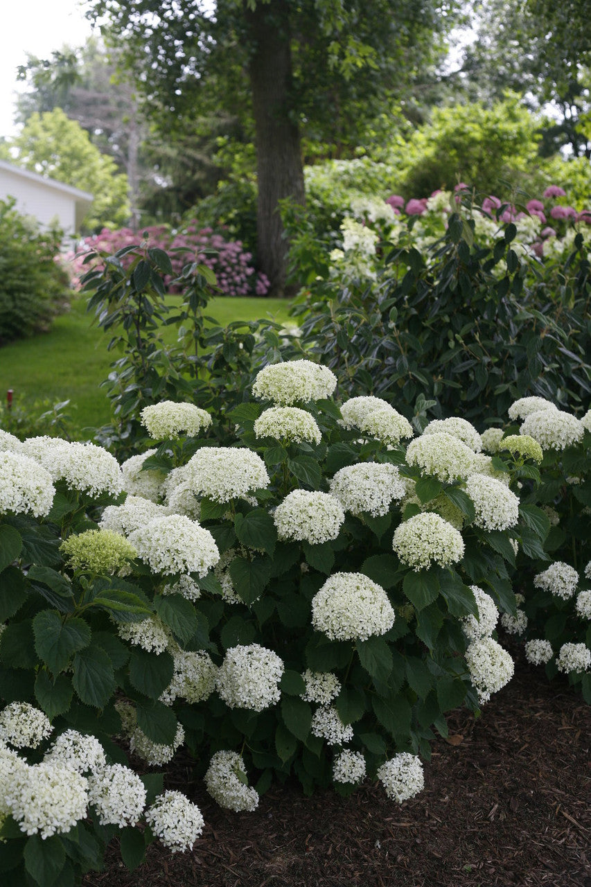 Hydrangea Invincibelle 'Limetta®'