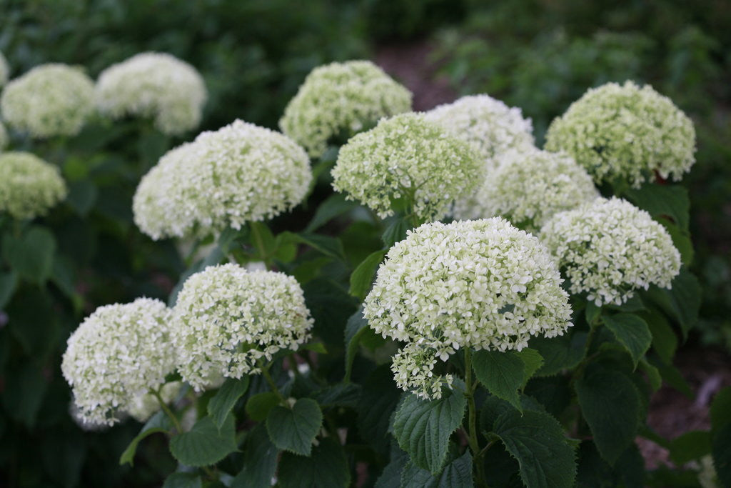 Hydrangea Invincibelle 'Limetta®'