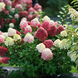 Hydrangea paniculata 'Little Lime Punch®'