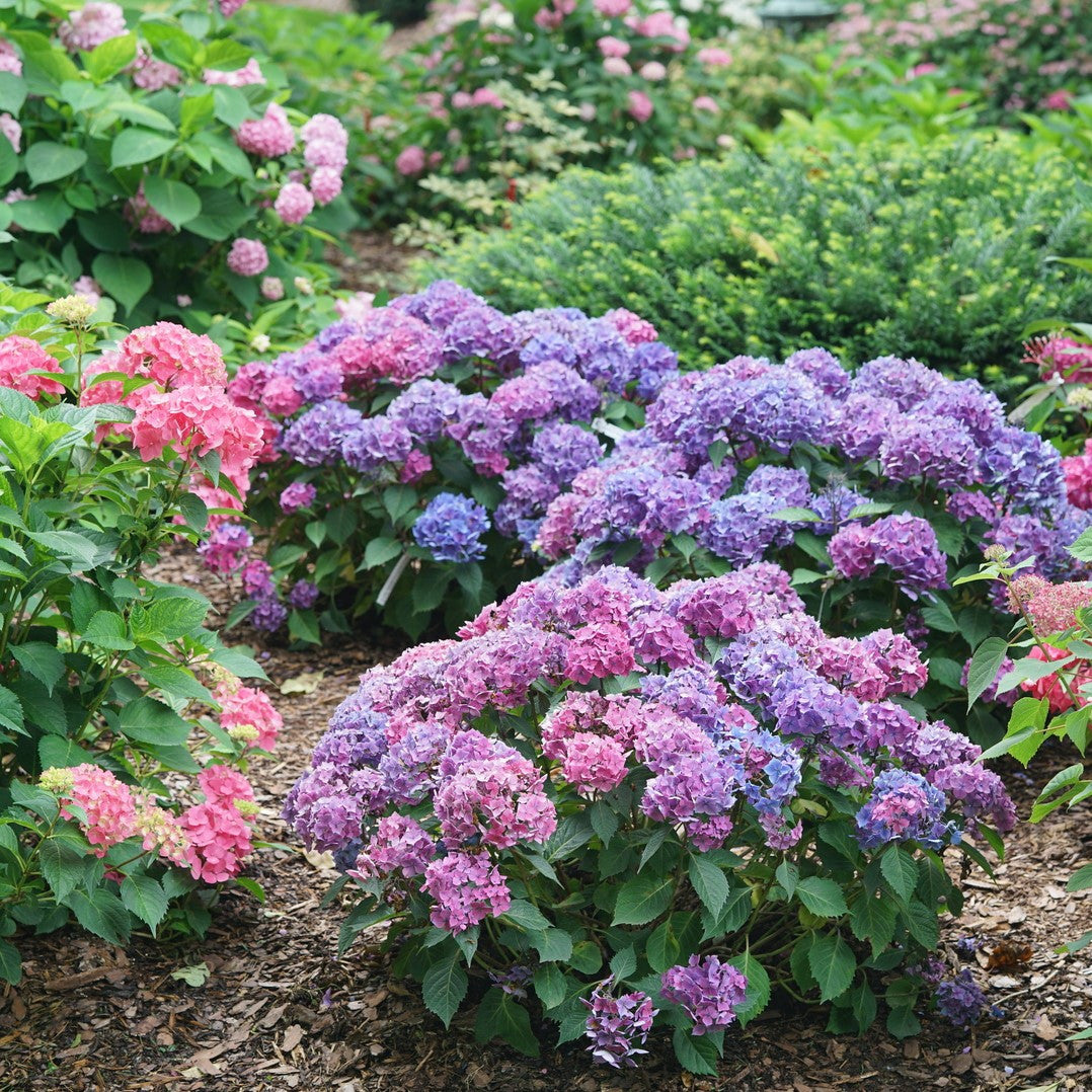 Hydrangea macrophylla 'Let's Dance Lovable™' – Romence Gardens