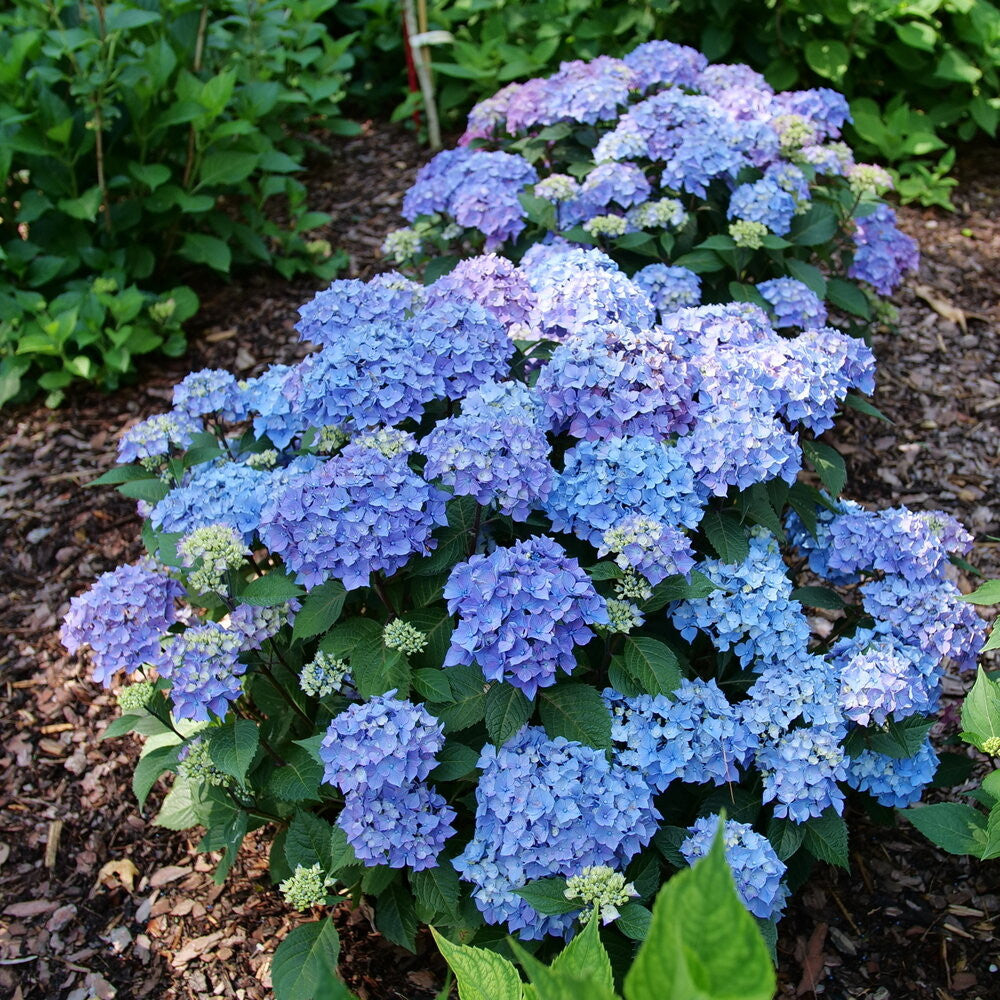 Hydrangea 'Let's Dance Lovable™'