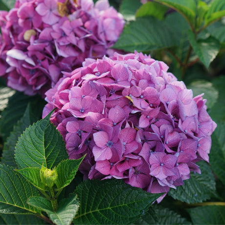 Hydrangea macrophylla 'Let's Dance Lovable™'