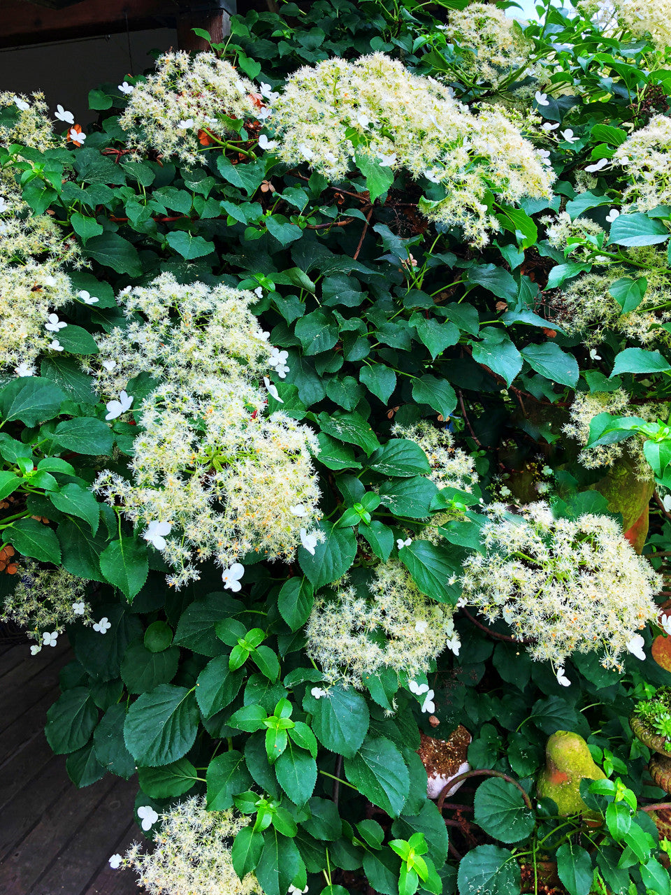 Romence Gardens Climbing Hydrangea