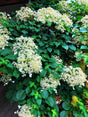 Hydrangea petiolaris - Climbing Hydrangea