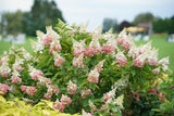 Hydrangea paniculata 'Pinky Winky®'