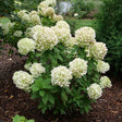 Blossoming white hydrangea plant in a garden setting with mulch and greenery.