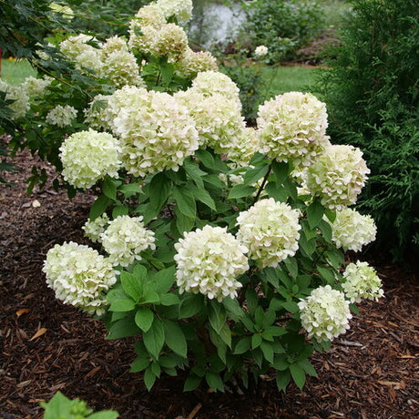 Blossoming white hydrangea plant in a garden setting with mulch and greenery.