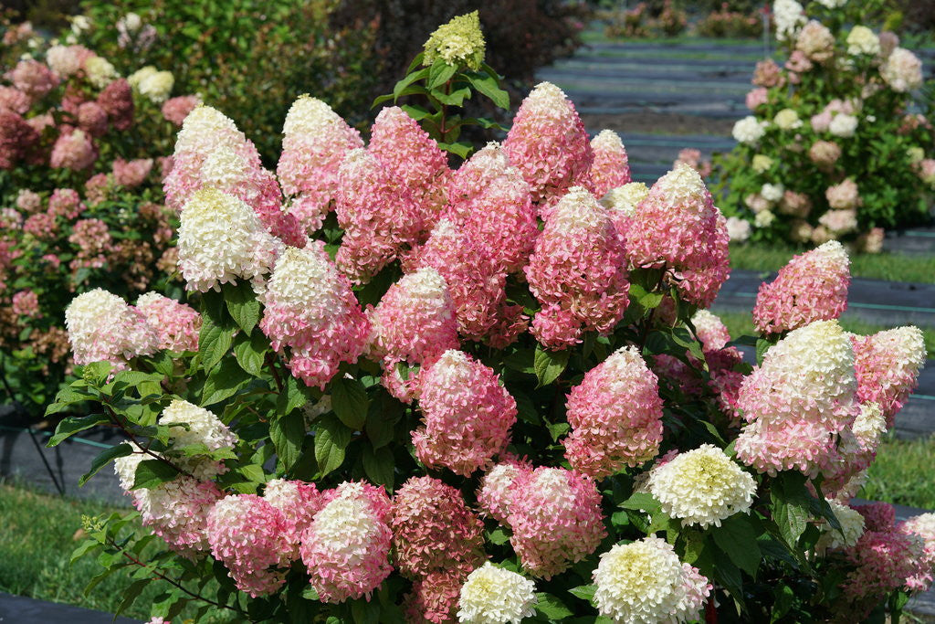 Hydrangea paniculata 'Quick Fire Fab®' – Romence Gardens & Greenhouses