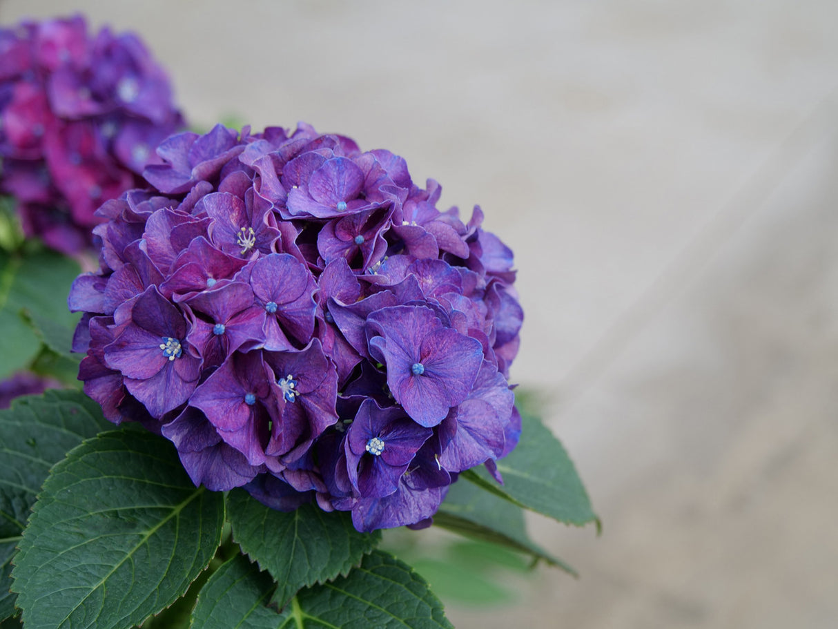 Hydrangea macrophylla 'Wee Bit Grumpy®'