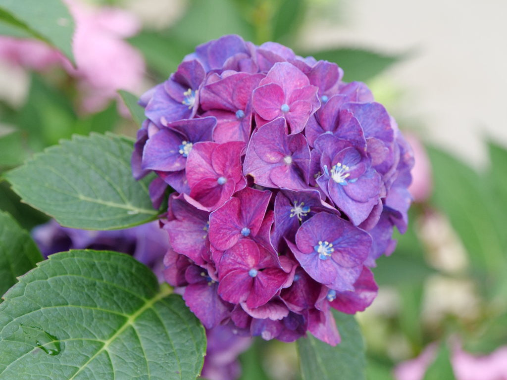 Hydrangea macrophylla 'Wee Bit Grumpy®'