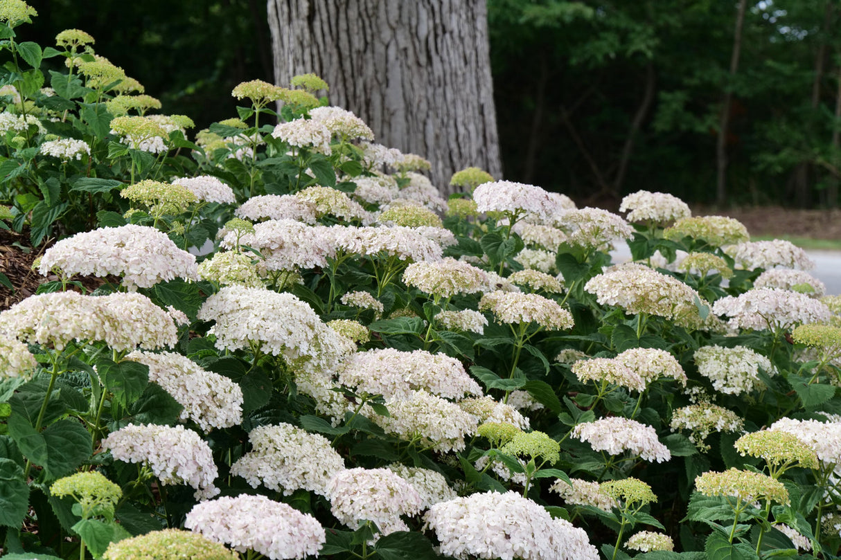 Hydrangea aborescens Invincibelle Wee White®