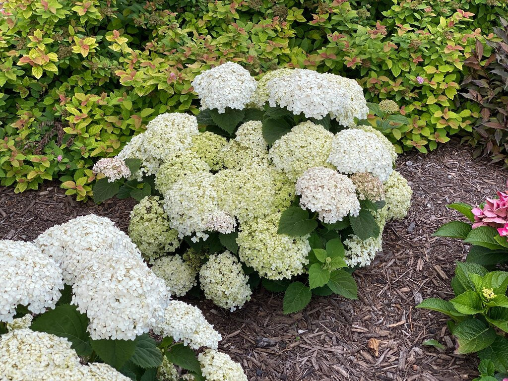 Hydrangea aborescens Invincibelle Wee White®