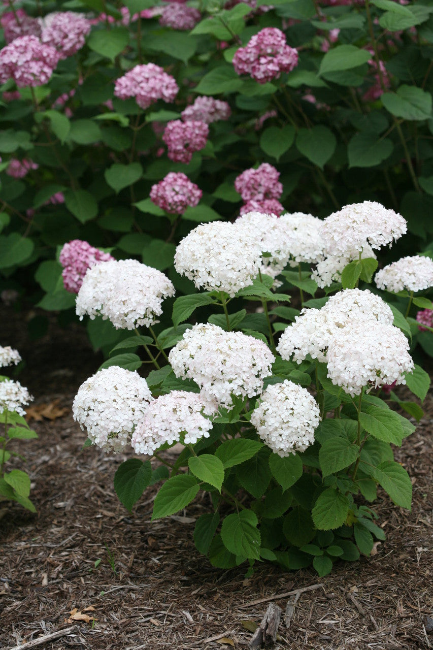 Hydrangea aborescens Invincibelle Wee White®